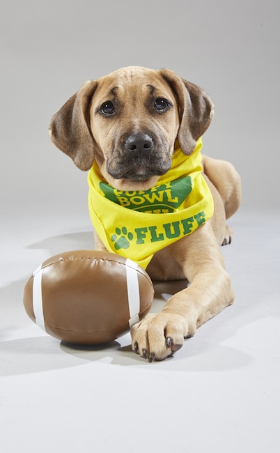 Puppy Bowl XV
